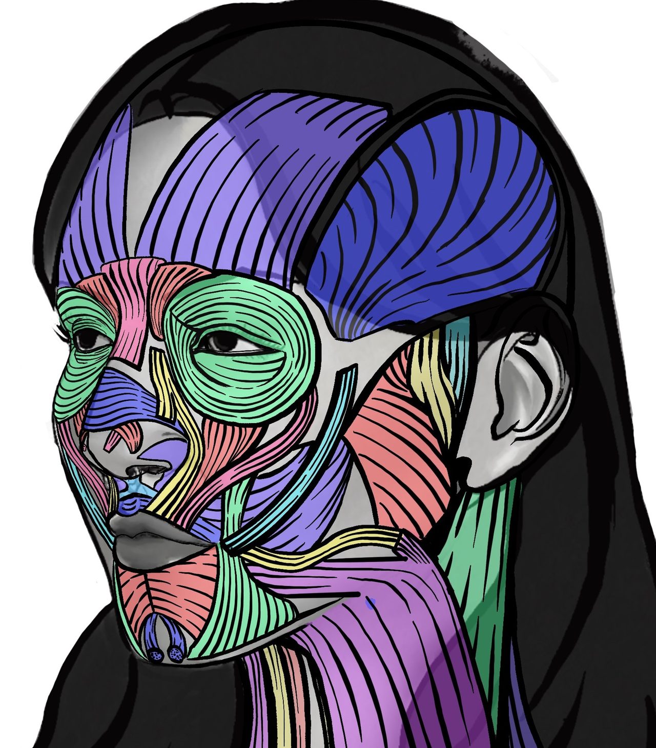 Face with muscles mapped in bright color bands over a black-haired head