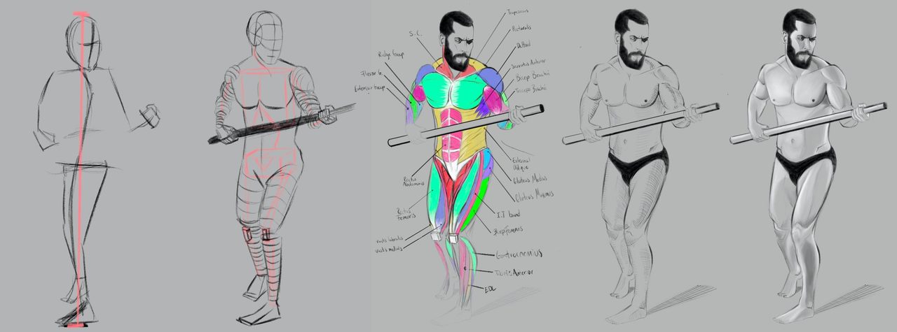 Five-stage figure build-up of a standing man: gesture line, construction forms, color-coded muscle map, and two rendered stages