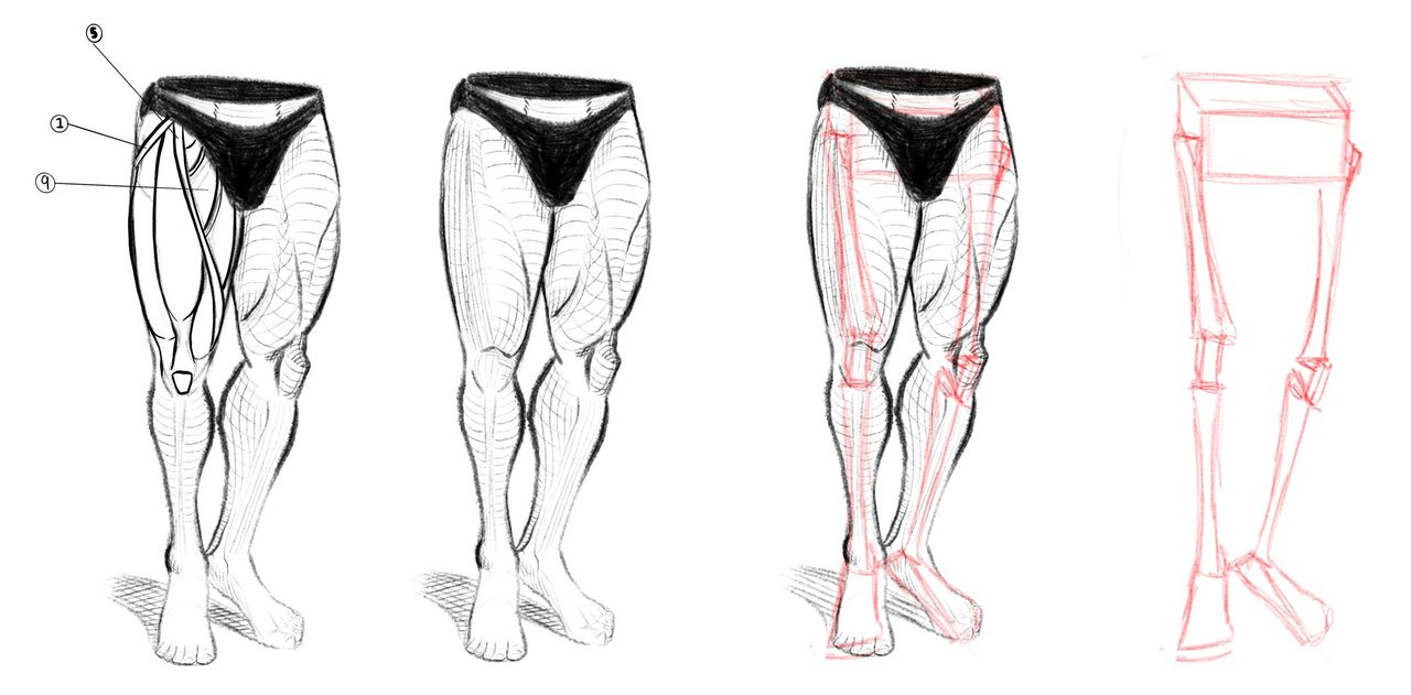 Leg construction studies in four stages