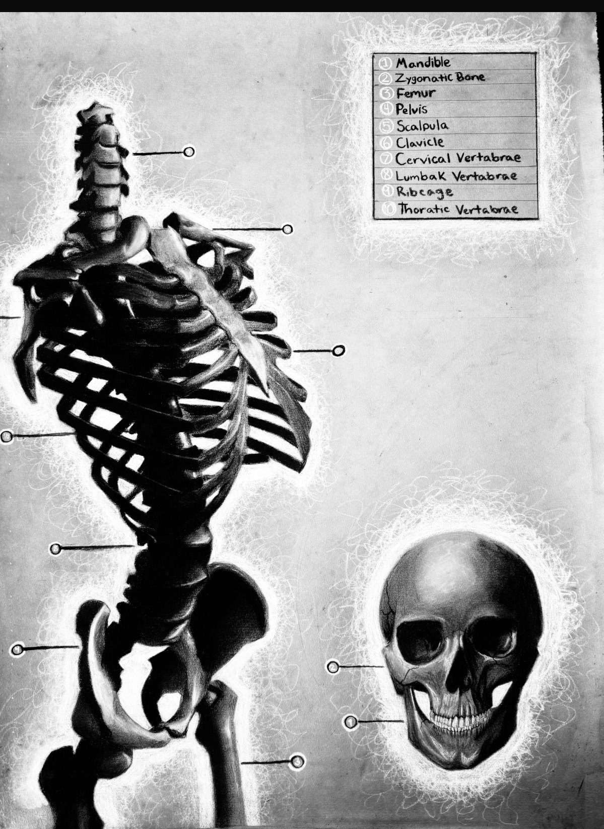 Labeled skeletal anatomy study of a spine, ribcage, and skull in charcoal on black